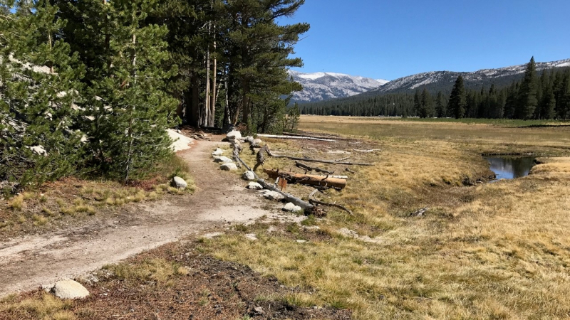 At the base of Pothole Dome, water flowing off the granite is captured by a trail and concentrated into erosion gullies. That process is causing the surrounding meadow to dry out. With support from a 2019 grant, park experts will conduct research and planning for a project to restore the wetland. Photo: NPS