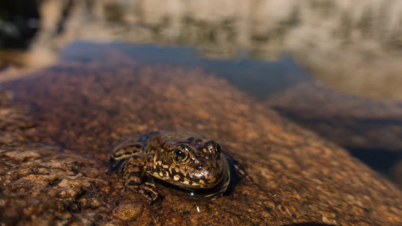 As part of a 2019 project focused on Yosemite's native amphibian species, scientists will continue working to study and restore the park's population of Sierra Nevada yellow-legged frogs. Photo: Kris Bason