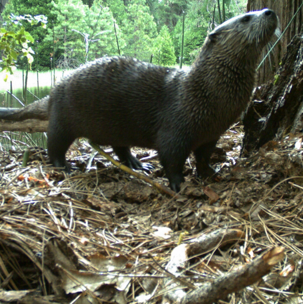 Sonia's animal pick: a river otter. (This one wandered in front of a remote camera that was deployed in Yosemite for a wildlife research project.) Photo: Courtesy of NPS
