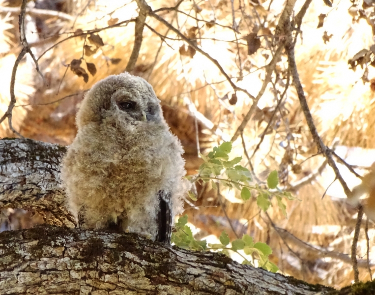 Fledgling spotted owl. Credit: NPS