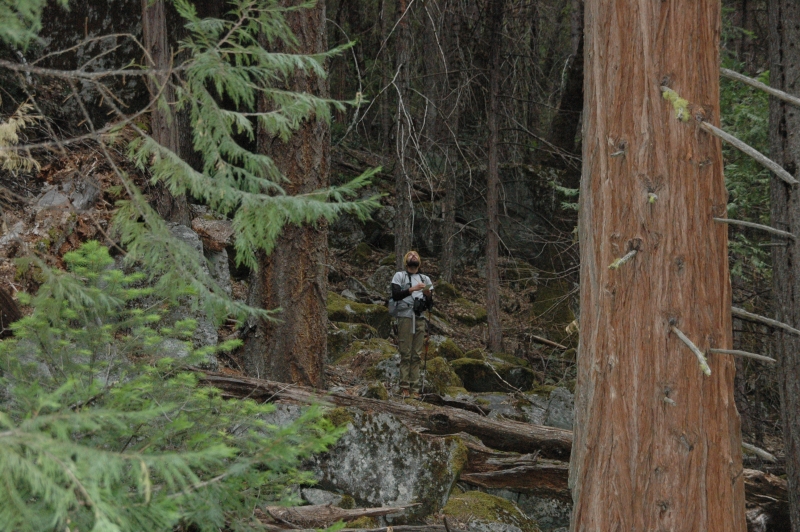 A member of Yosemite's owl crew peers up into the forest canopy, searching for signs of an elusive bird.