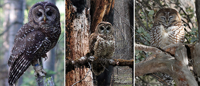 Left to right: Northern spotted owl (credit USFWS); California spotted owl (credit Kurt Ongman); Mexican spotted owl (credit Gary L. Clark)